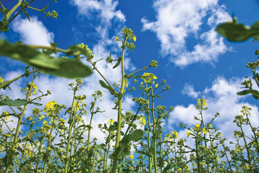 Foto van een veld gele bloemen tegen een blauwe lucht, van een laag perspectief genomen.